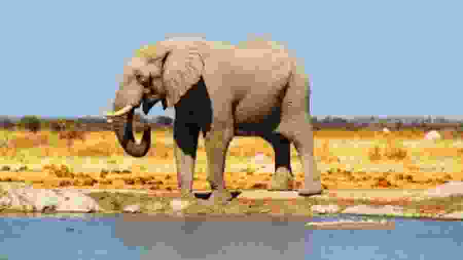 Bush Elephant