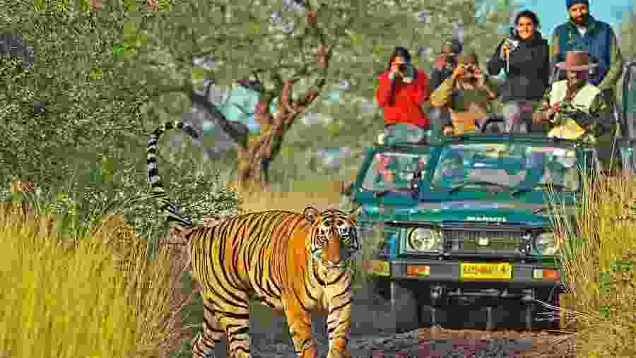 Rathambore, jungle safari