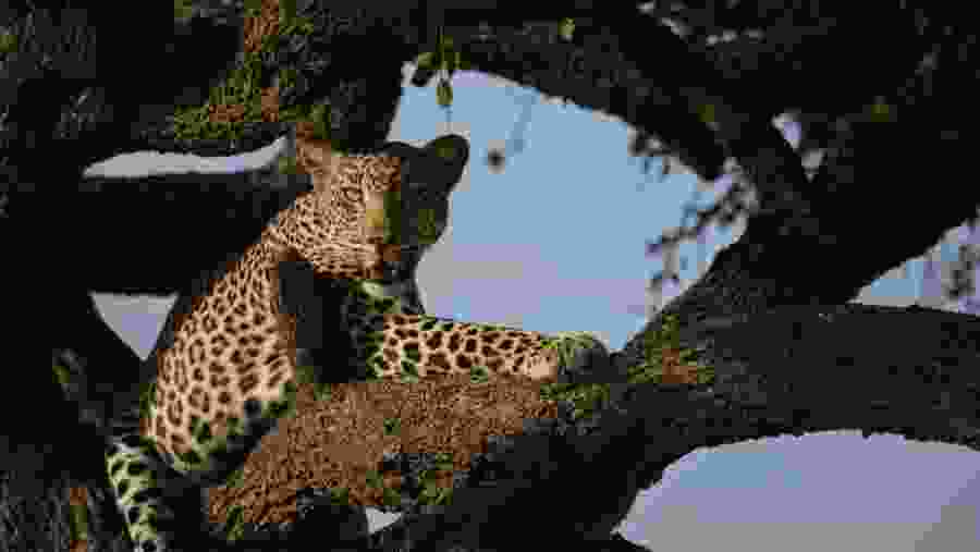 Spot the majestic tree climbing leopards