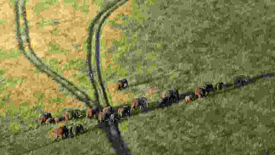 Herds of elephants in the Reserve