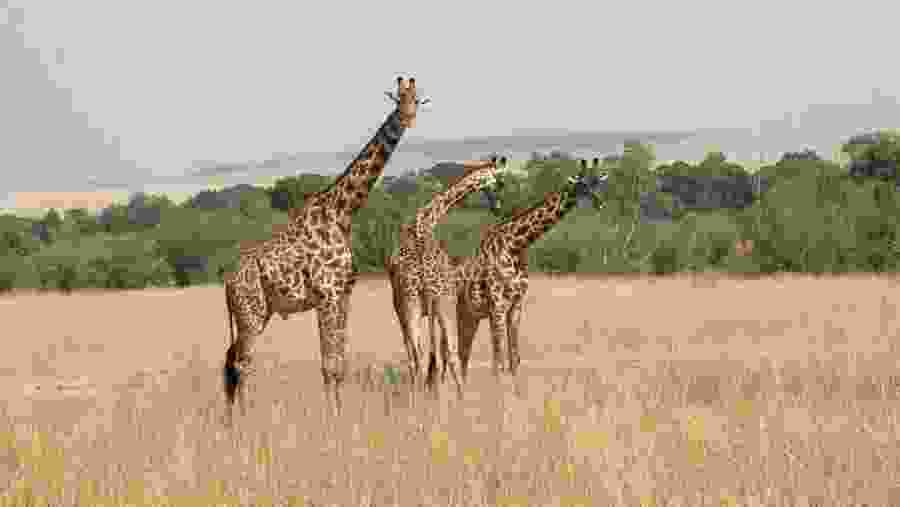 Masai Giraffe