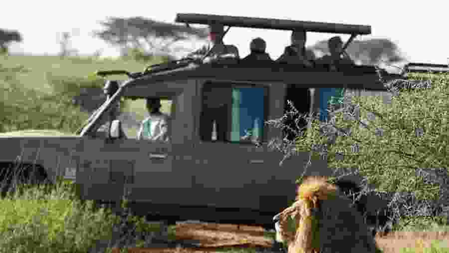 Jungle Safari