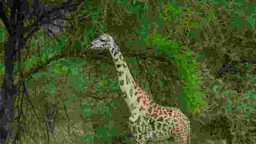 Giraffe at Tarangire