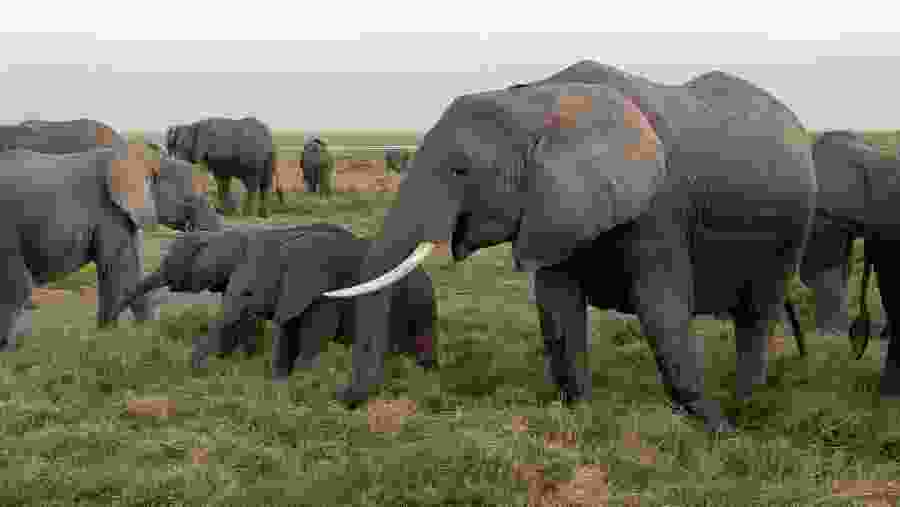 Elephants at sight