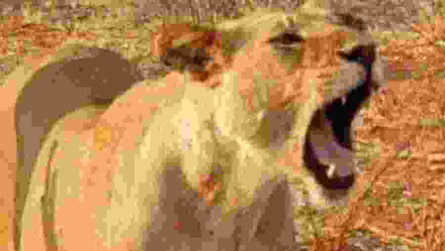 Witness the wild predators of Africa