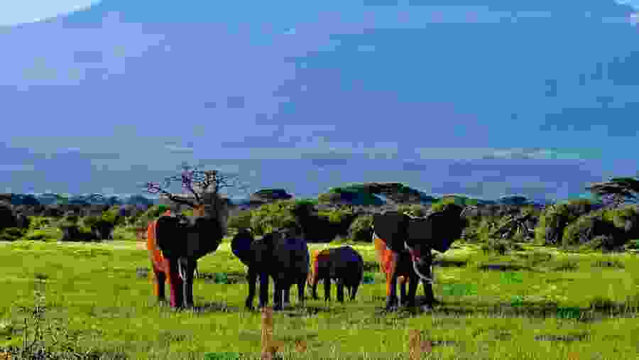 Eleohants at Amboseli