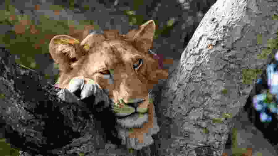 Wildlife Experience