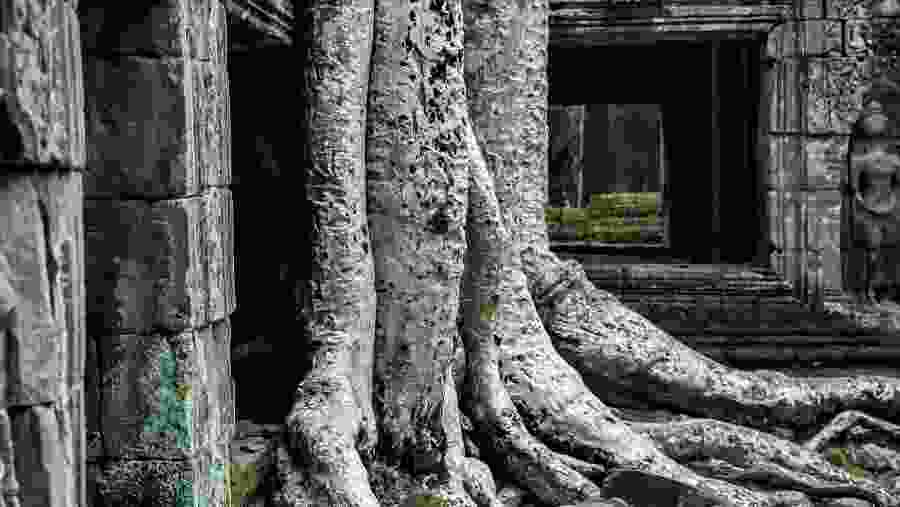 Interiors of Ta Prohm Temple