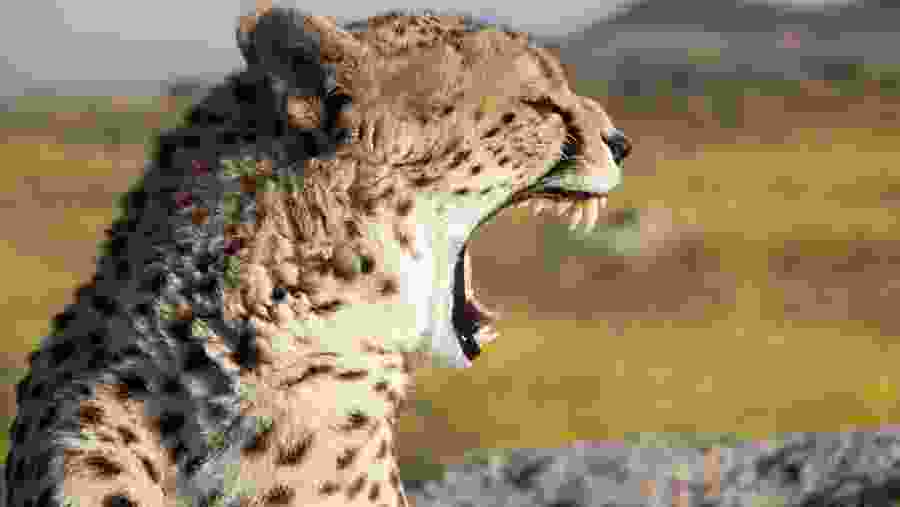 Female cheetah in Serengeti National Park