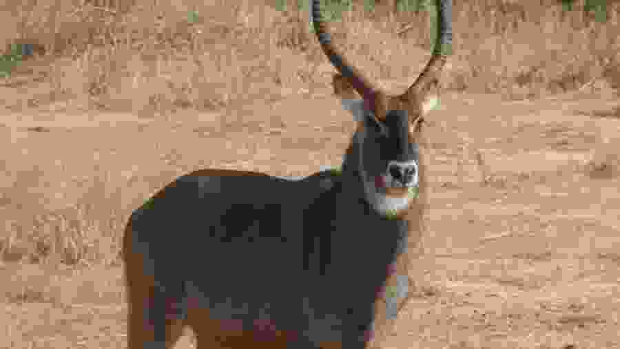 Animal Encounter