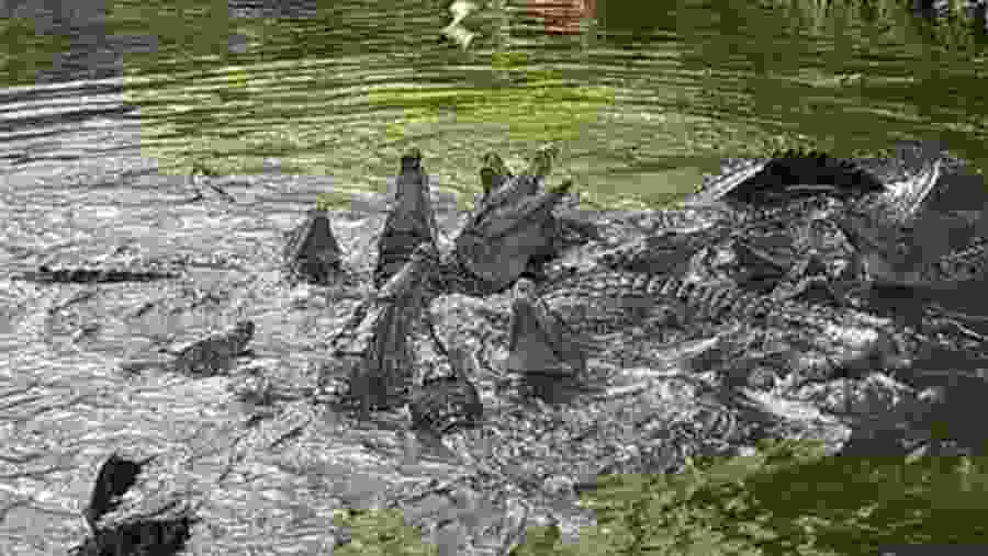 Crocodile