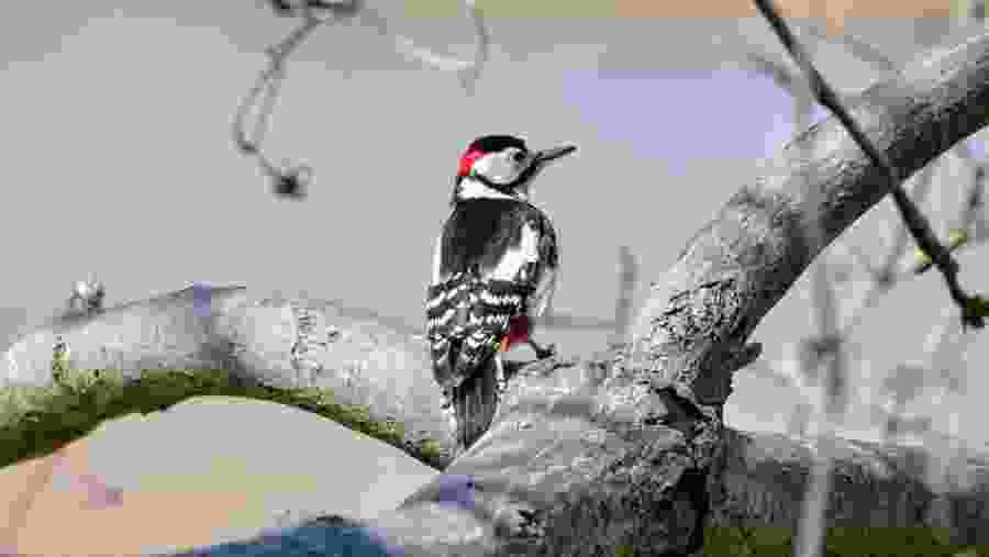 Birding in Akagera National Park