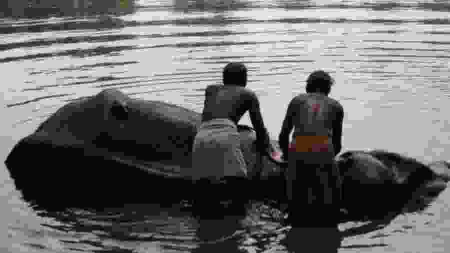 Elephant rehabilitation center in Kottur