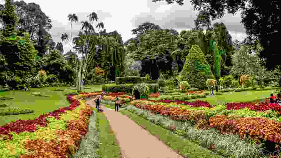 Stroll in the Peradeniya Botanical Garden in Sri Lanka