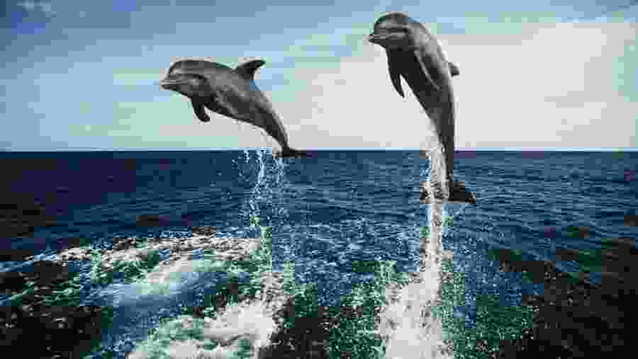 Dolphin Watching