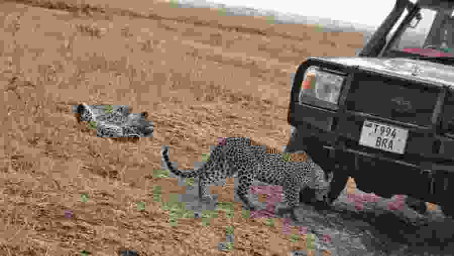 Leopards playing around 