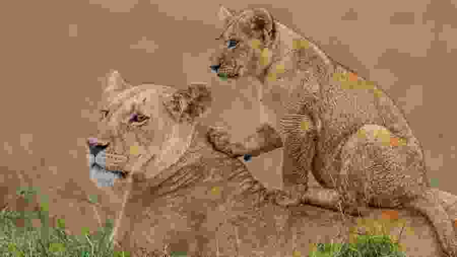 See Lions in Maasai Mara
