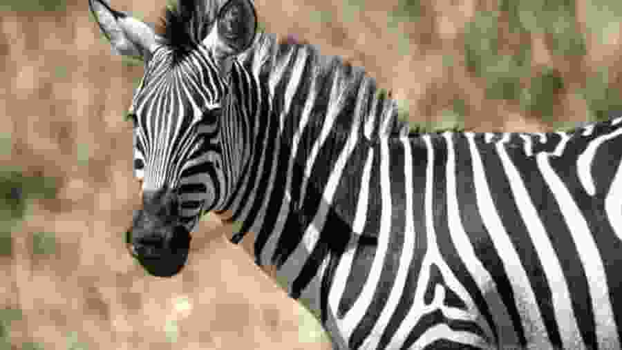 Zebra at Ngorongoro Crater