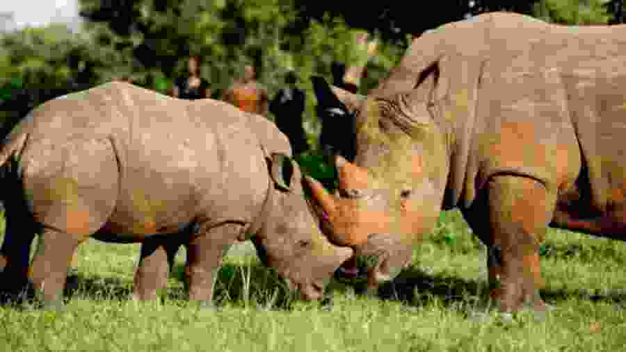 Ziwa Rhino Sanctuary