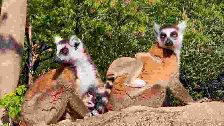 Lemurs endemics