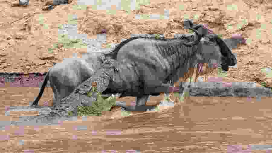 Crocodile hunting wildebeest at Serengeti
