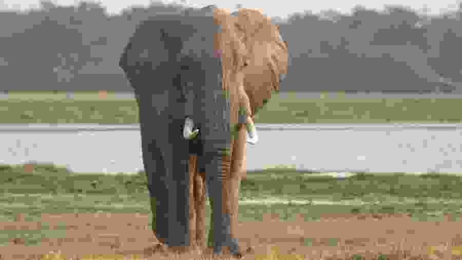 African Bush Elephant
