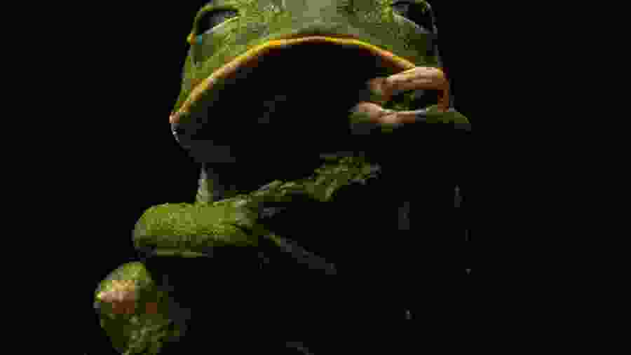 Waxy Monkey Tree Frog