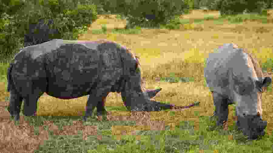 Rhinos at Olpajeta Consevancy