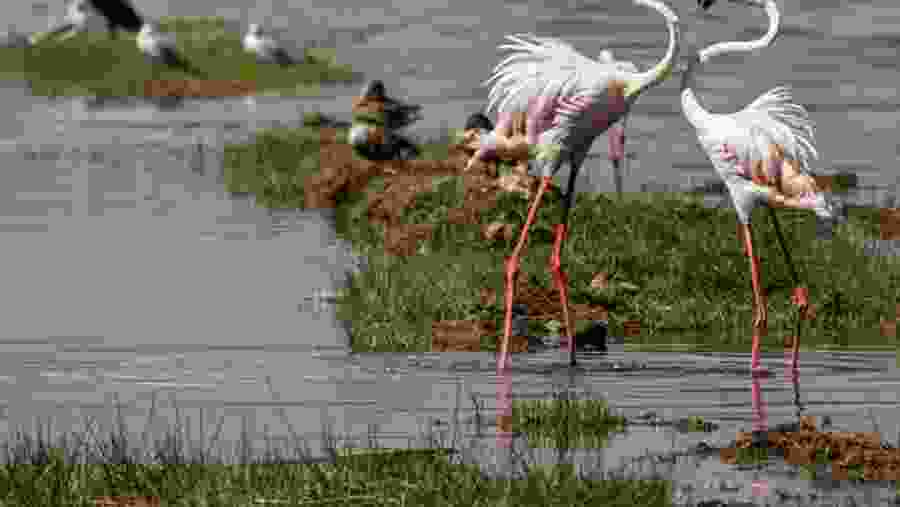 Greater flamingo