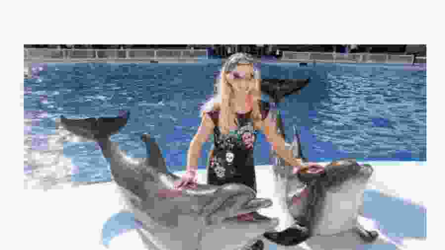 Dolphin Show In Sharm El Sheikh, Egypt