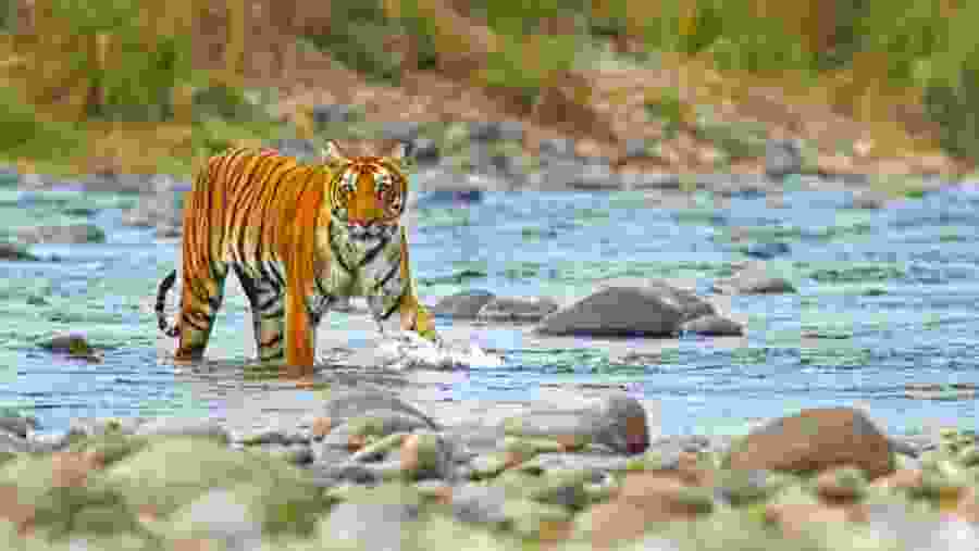 Sighting Tiger at Jim Corbett National Park