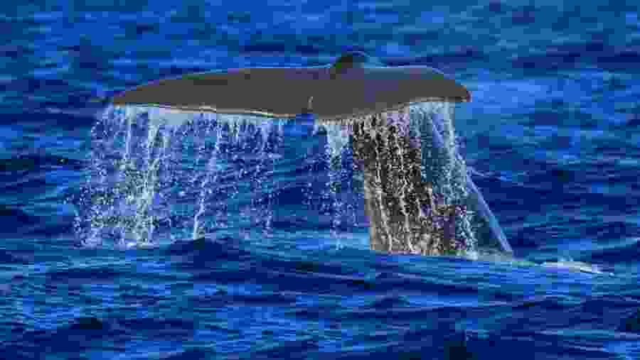 Spot Whales in the Azores