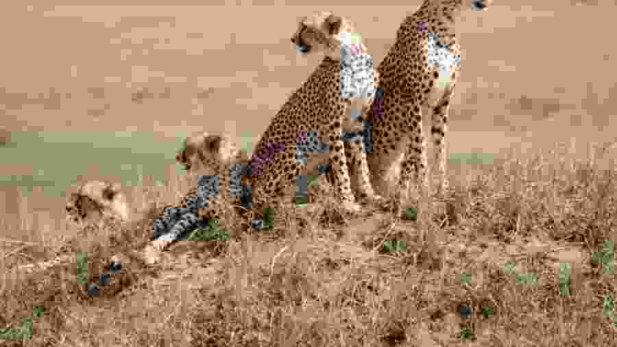 Witness the deadly predators of Africa