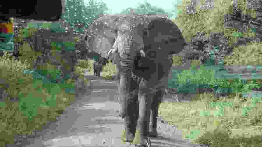 Elephants