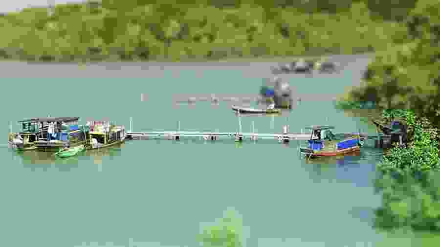 Can Gio Mangrove Forest, Vietnam