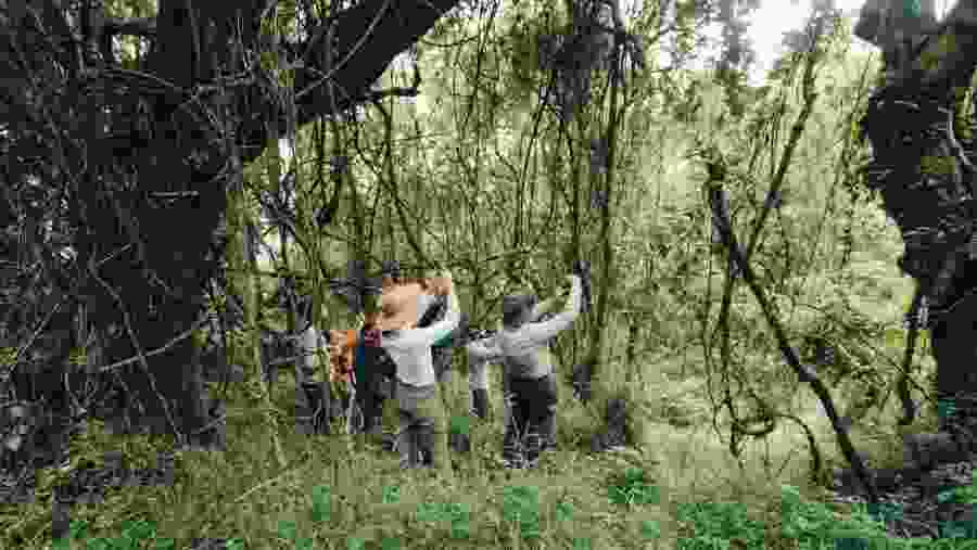Gorilla Trekking in Bwindi