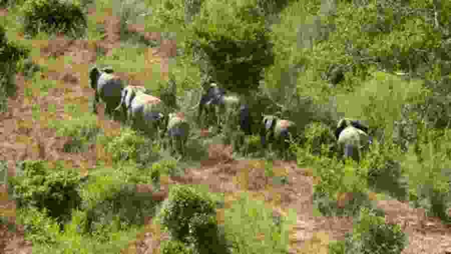 Witness the African wildlife