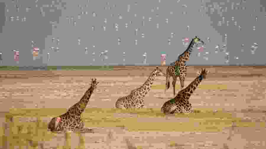 Wildlife Safari at Ngorongoro National Park