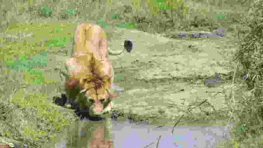 A Lion Drinking Water At The Reserve