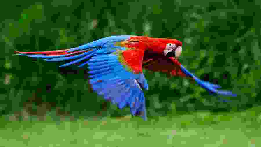 Spot exotic birds