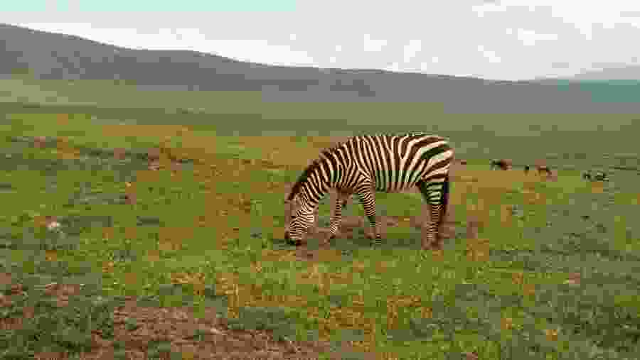 Zebra at the Ngorongoro Crater