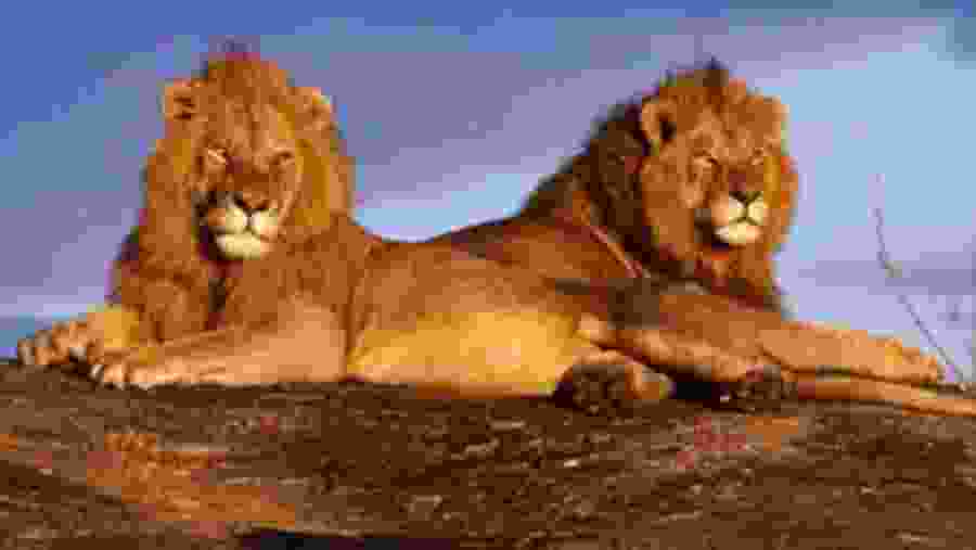 Lions At Inverdoorn Game Reserve, South Africa