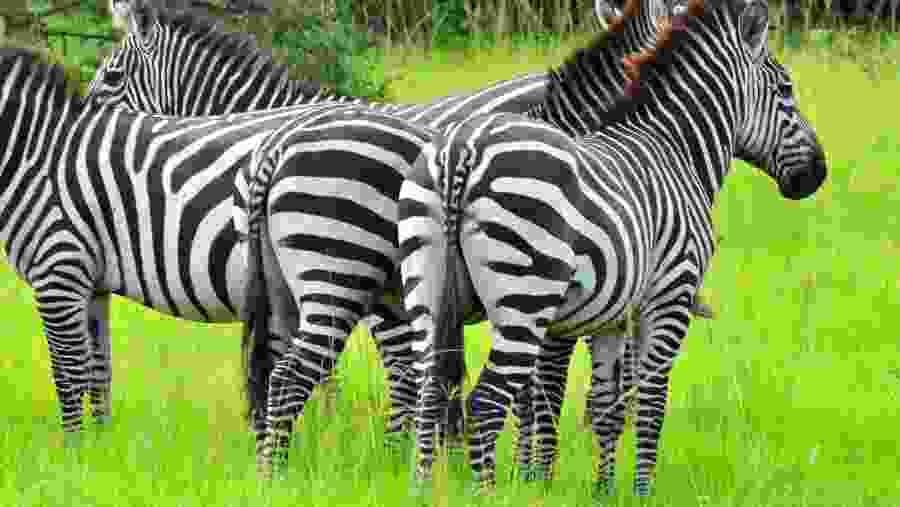 Zebra