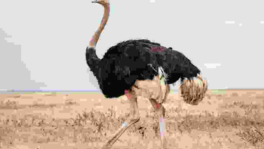 Ostrich