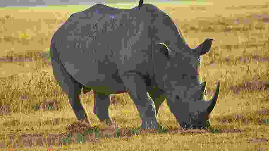 Rhinos at Sight
