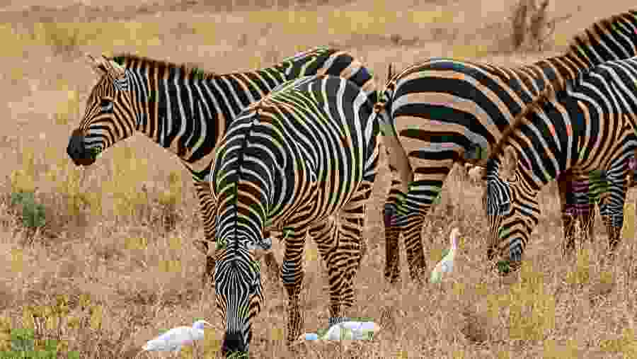 Zebras at Amboseli