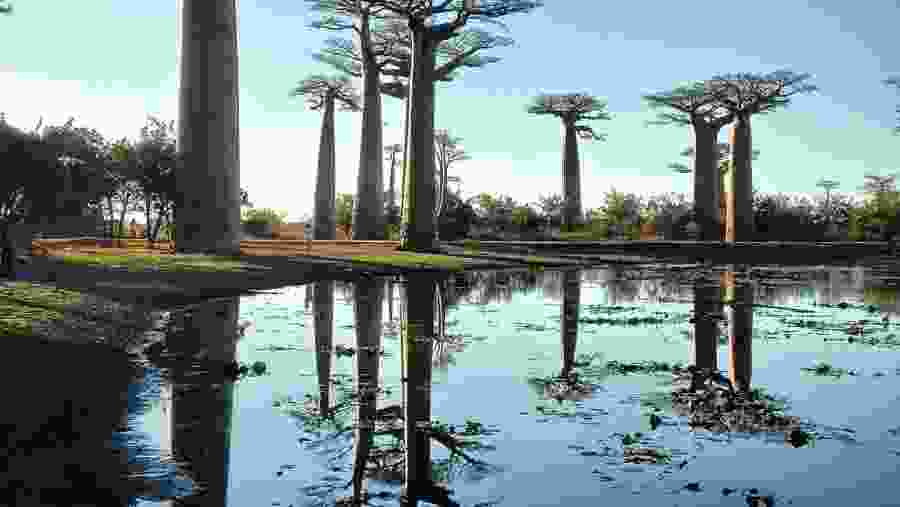 Avenue of the Baobabs