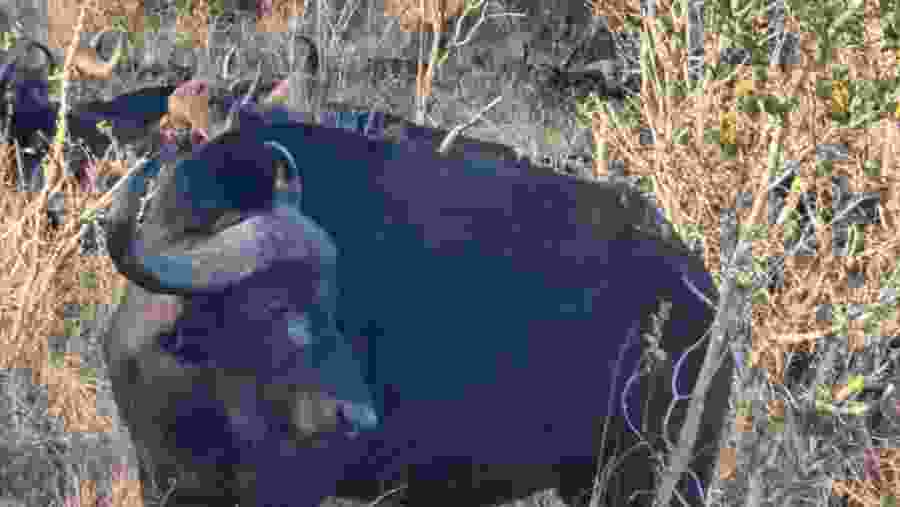 Spot the native African wildlife