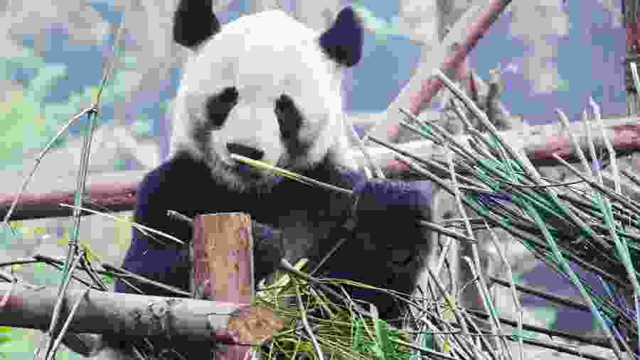 Giant Panda in Chengdu Panda Breeding Base