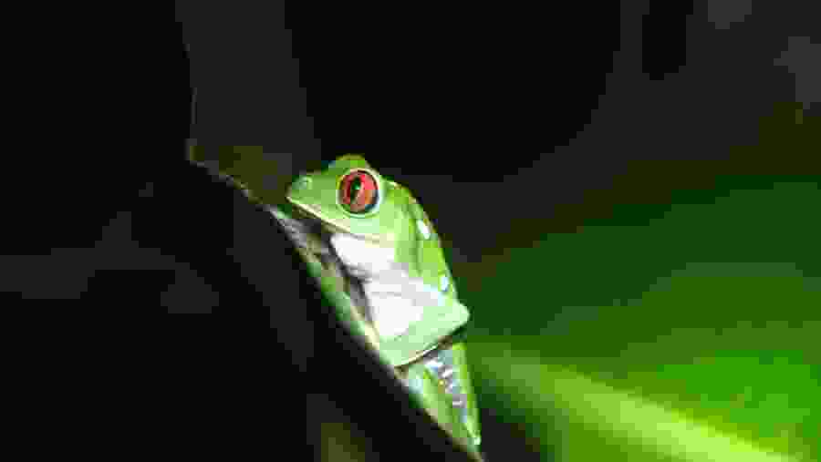 Red-eyed tree frog